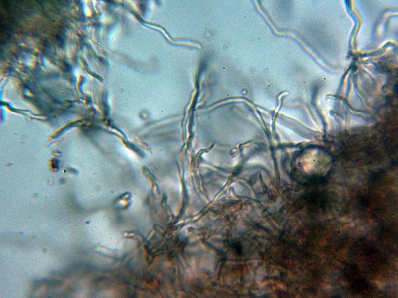 Microscopía de Scytinostroma hemidichophyticum - 10 - Hifas 2